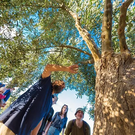 Dalabelos Estate - Traditional Agrotourism Complex מלון